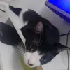 Paty e os gatos - @patyeosgatos - TikTok
