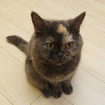 Pat Pat - @pat.yuen - Instagram