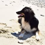 ZEN O PATTES - @zenopattes - Instagram