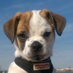 Patch Adams - @patchthejug - Instagram