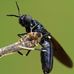 Komunitas Lalat Bsf Pati-Black Soldier Fly Pati - Facebook