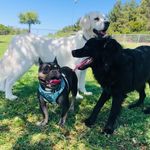 Patience Taylor - @sit_stay_play_pet_care - Instagram