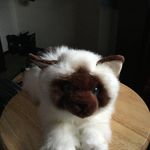 Patience Taylor - @patience62507 - Instagram