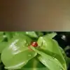 patrice.larson974 - @patrice.larson974 - TikTok