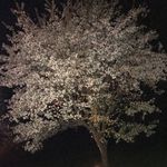 Patrice O'Neill - @trioneill18 - Instagram