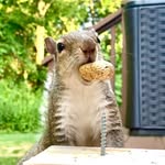 Patrice The Squirrel 🐿 - @patrice__picard - Instagram