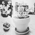 Patrice Walter - @succulentsintexas - Instagram