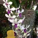 Patrice Webb - @patrice.webb.62 - Instagram