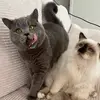 patricia‘s angels 🐈‍⬛🤍 - @patriciasangels - TikTok