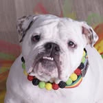 Patricia Basurto - @patriciab_bulldog_mom - Instagram