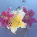 Patricia Beesley - Facebook