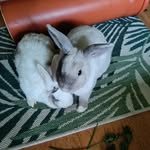 Patricia Bethke - @patriticiabethke - Instagram