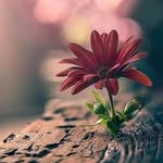 Patricia Birker - @patriciabirker - Instagram