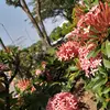 patriciabone8 - @patriciabone0104 - TikTok