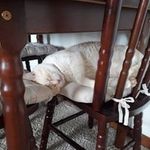 Patrícia Boros - @gatineo_felix - Instagram
