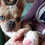 Patricia Hagebeuk - van den Bosch - @frenchie_noortje_joep - Instagram