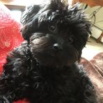 Patricia Bourdon - Facebook