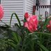 Patricia Bower - Facebook