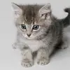 Patricia Cedillo - @patricia.cedillo04 - TikTok