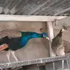 Patricia Cerda - @patriciacerda09 - TikTok