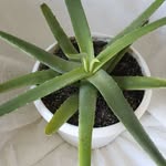Patricia Chaineau Aloe Vera - @patriciachaineau - Instagram