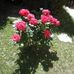 Patricia Boulestin Chenault - Facebook