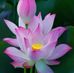 Patricia Chow - Facebook