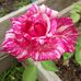 Patricia Cluff - Facebook