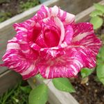 Patricia Cluff - @cluff.patricia - Instagram