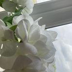 Patricia Corless - Facebook