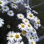 Patricia Cottrell - @patcottrell1943 - Instagram