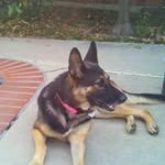 Patricia Eames Schaefer - @rescued2gs_ - Instagram