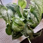 Patricia Eslinger - Facebook