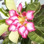 Patricia Flagg - Facebook