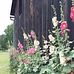 Patricia Flickinger - Facebook