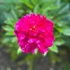 patriciaflickinge8 - @patricial9790 - TikTok