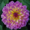Patricia_flower - @patricia_flower - TikTok