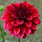 Patricia L - @patr.iciaflower - Instagram