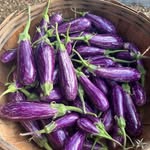 Patricia Davis Community Garden - @patriciadaviscommunitygarden - Instagram