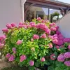 patriciagarded - @patriciagarded - TikTok
