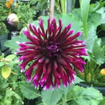 @patriciagardening - Instagram