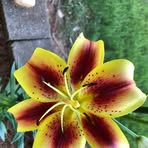 Patricia Glisson - Facebook