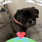 Patricia Gresham Lalla - @texaspati - Instagram