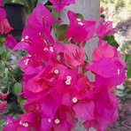 Patricia Guilds - Facebook