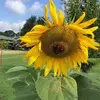 patriciahellard - @patriciahellard - TikTok