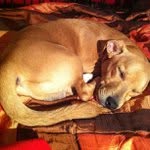 Patricia Howes - @bugsmartletter - Instagram