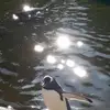 patriciajohnstone - @patriciajohnstone - TikTok