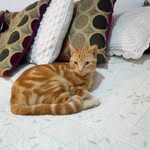 Patricia Kees - @archicat2022 - Instagram