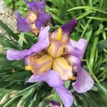 Patricia Lafferty Kerr - @laffertykerr - Instagram