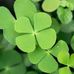 Patricia Lamothe - Facebook